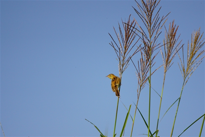 ZbJ.Zitting Cisticola